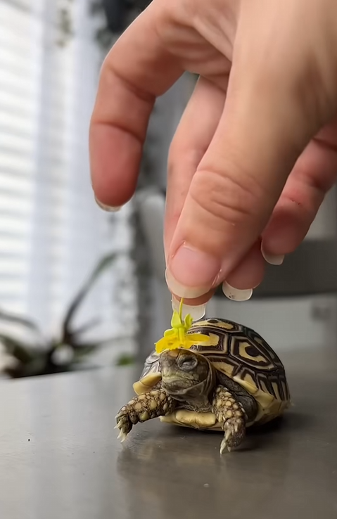 C2510027_Girl picks up baby tortoise brings it home #animals #animalsoft…_part2