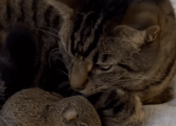 C2510028_woman rescues baby squirrel heatstroke #animals #animalso…_part2