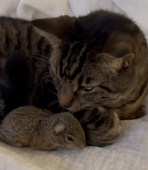 C2510028_woman rescues baby squirrel heatstroke #animals #animalso…_part2