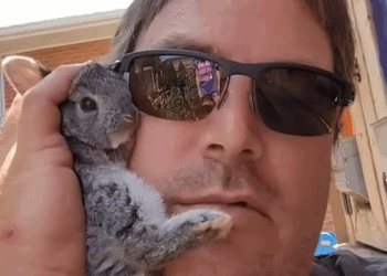 C2510029_Man found baby rabbit in backyard #animals #animalsoftiktok #an…_part2