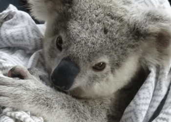 C2510030_Man rescues baby koala stuck on road then #animals #animals…_part2