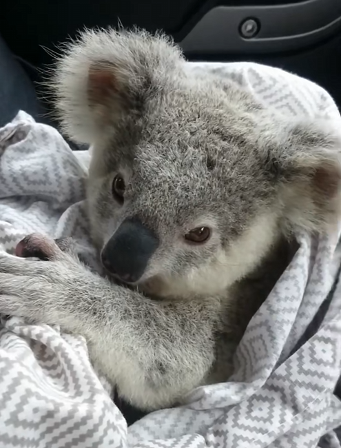 C2510030_Man rescues baby koala stuck on road then #animals #animals…_part2
