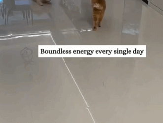 C2610002_picked up puppy under bridge hole_part2