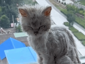 C2610003_rescued cat was as thin as piece of paper, then…#fyp…_part2