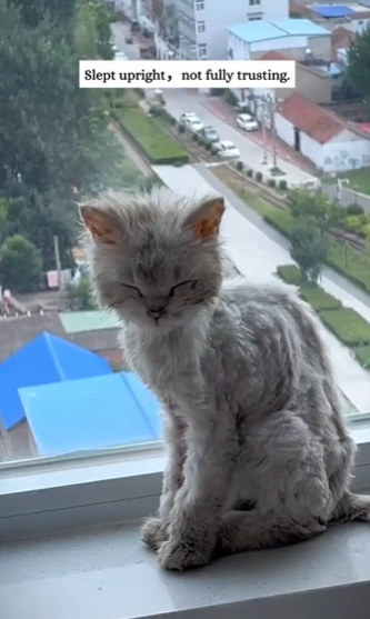 C2610003_rescued cat was as thin as piece of paper, then…#fyp…_part2