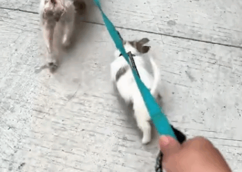 C2610004_rescued stray dog mother her child#fyp #rescue #animals_part2