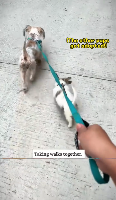 C2610004_rescued stray dog mother her child#fyp #rescue #animals_part2