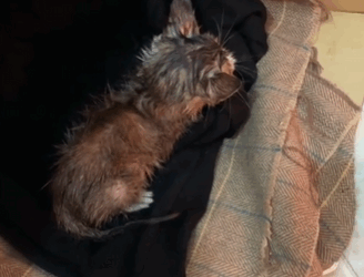 C2610005_stray cat. Fortunately, met my owner family who rescued me#…_part2