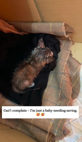 C2610005_stray cat. Fortunately, met my owner family who rescued me#…_part2