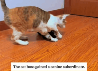 C2610006_During walk, rescued puppy trash can, amazed by its une…_part2