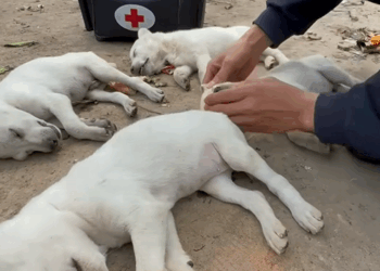 C0110004 Rescue dogs _part2