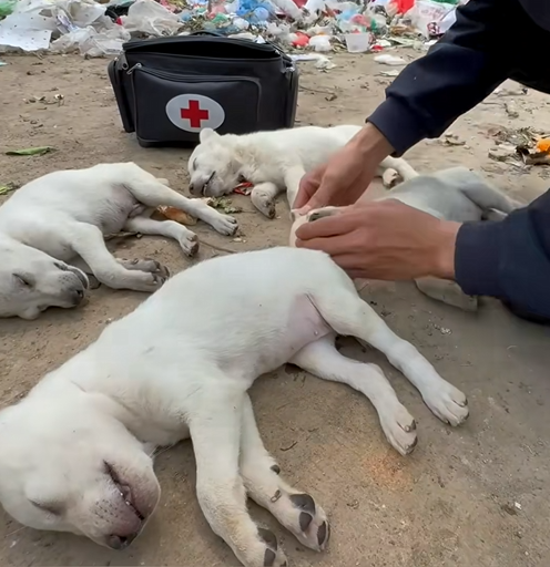 C0110004 Rescue dogs _part2