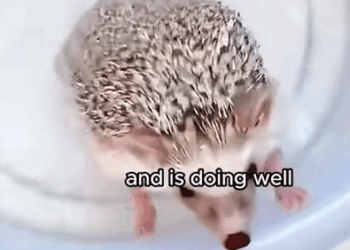 C0210025_man who rescued hedgehog trapped in iron net then#ani…_part2