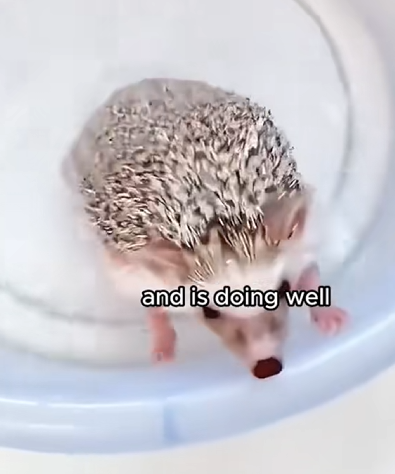 C0210025_man who rescued hedgehog trapped in iron net then#ani…_part2