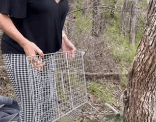 C2610007_Rescued homeless koala then…#fyp #rescue #animals_part2