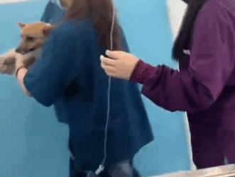 C2610008_rescued dying Corgi on rainy day then…#fyp #rescue #animals_part2