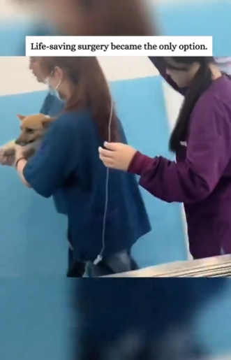 C2610008_rescued dying Corgi on rainy day then…#fyp #rescue #animals_part2