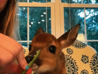 C2610009_rescued fawn had fallen into pit, then…#fyp #rescue_part2