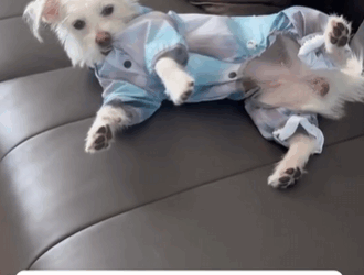 C2610010_rescued lonely puppy on highway. never expected it to be so…_part2