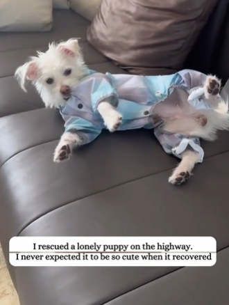 C2610010_rescued lonely puppy on highway. never expected it to be so…_part2