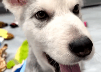 C2610011_Late at night rescued puppy was eating brick.#fyp #animals…_part2