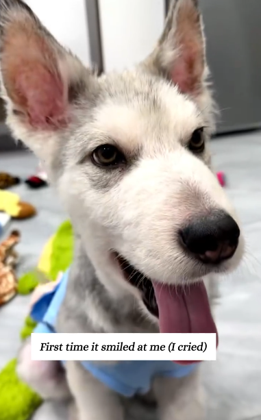 C2610011_Late at night rescued puppy was eating brick.#fyp #animals…_part2