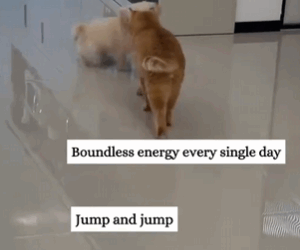 C2610002_picked up puppy under bridge hole…#fyp #rescue #animals_part2