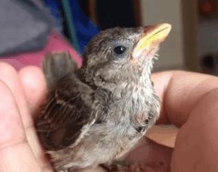 C2610012_rescued baby sparrow because its strong struggle to survive moved…_part2