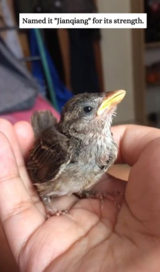 C2610012_rescued baby sparrow because its strong struggle to survive moved…_part2