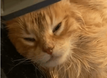 C2610014_rescued kitten in flood. didn expect it to grow so big…._part2