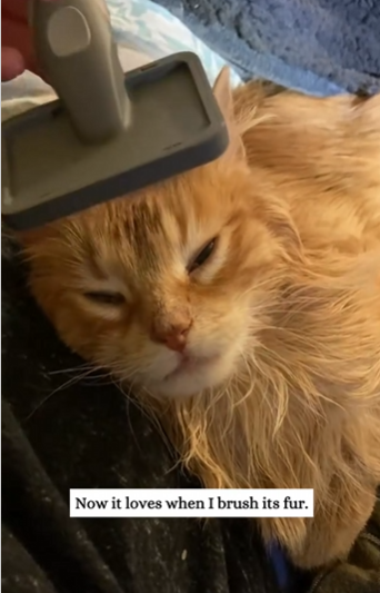 C2610014_rescued kitten in flood. didn expect it to grow so big…._part2