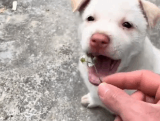 C2610015_Found lost pup it now my little driver…#fyp#rescue #animals_part2