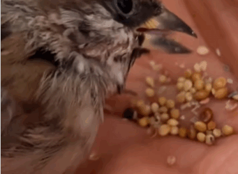 C2610016_My boyfriend saved sparrow falling into water, then……_part2