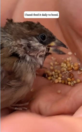 C2610016_My boyfriend saved sparrow falling into water, then……_part2