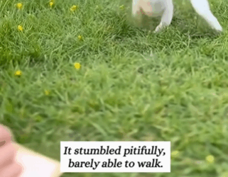 C2610017_My Border Collie found baby bird found bird was not s…_part2