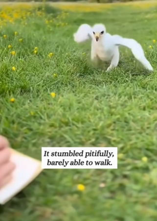 C2610017_My Border Collie found baby bird found bird was not s…_part2