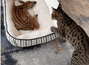 C2610018_couple rescues fawn, which turns out to be very spiritual…#fyp_part2