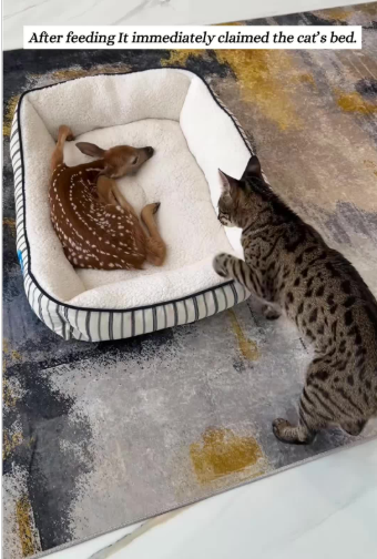 C2610018_couple rescues fawn, which turns out to be very spiritual…#fyp_part2