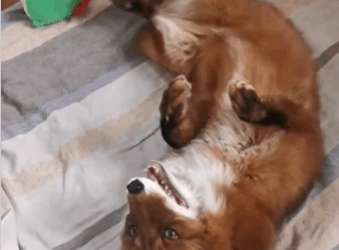 C2610019_wounded fox came begging, decided to help it then…#fyp_part2