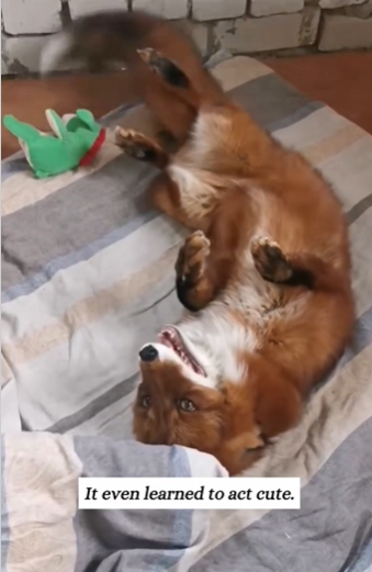C2610019_wounded fox came begging, decided to help it then…#fyp_part2