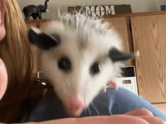 C2610020_found baby possum in mountains, then…#fyp #animals #res…_part2