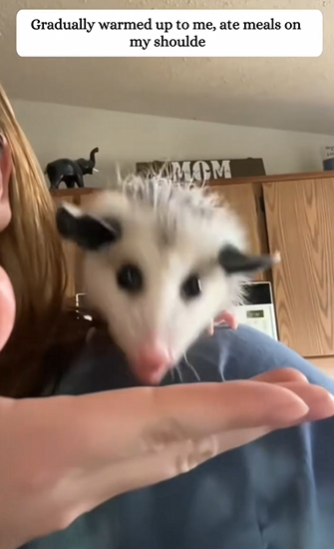 C2610020_found baby possum in mountains, then…#fyp #animals #res…_part2