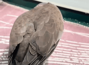 C2610021_saved turtle dove rain, then…#fyp #animals #rescued_part2