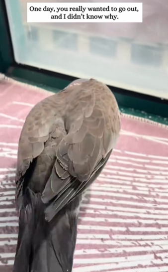 C2610021_saved turtle dove rain, then…#fyp #animals #rescued_part2