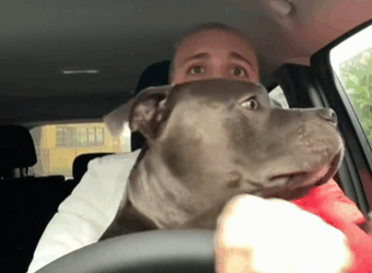 C2610022_was an abandoned bully dog until met him… (Mino monologue)#fy…_part2