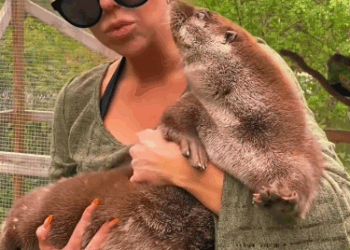 C2610023_nice girl rescues baby otter, then…#fyp #animals #rescued_part2