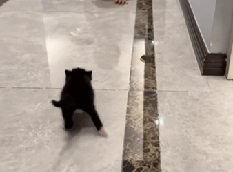 C2610024_Came across dirty kitten on walk and… (Part 1)#fyp #animals #re…_part2