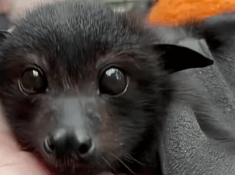 C2610025_girl saves bat didn expect to become family…#fyp #anima…_part2