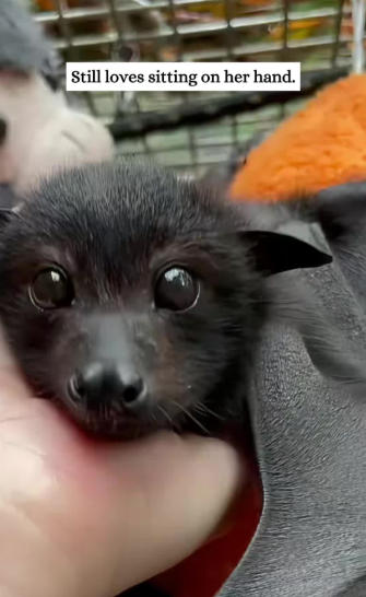 C2610025_girl saves bat didn expect to become family…#fyp #anima…_part2