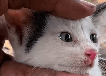 C0210027_lost cat was hiding in hole was luckily rescued #animal #re…_part2